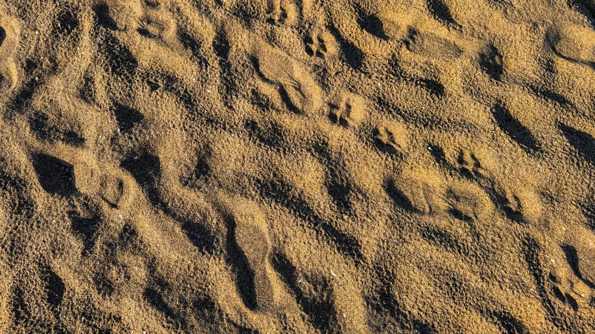 砂の上に残された、いくつもの足あと